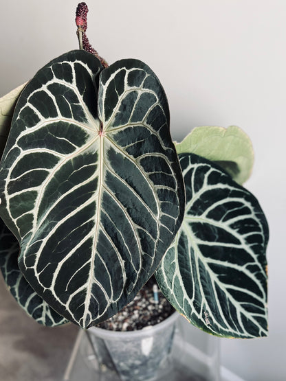 Royal Blush– (Silver Blush × RC) × KOS Live Houseplant - Batch 1