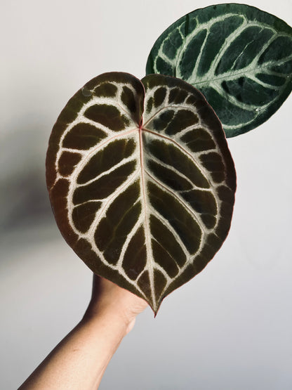 Royal Blush | (Silver Blush × RC) × KOS | Live Houseplant | BATCH 2 | GC |