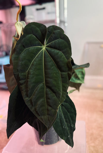 Nightshade | (Carla/BVEP X AOS) X Carla/Pap (Soul Reaper) | Seeds |
