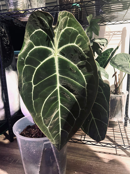 Dark Embrace | (Forgetii X Bess) X Dark Phoenix Self |