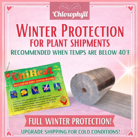 Winter Shipping Protection