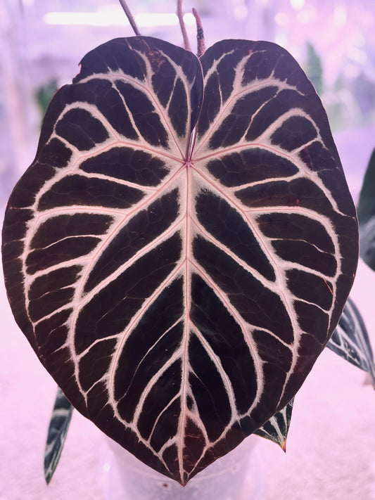 Anthurium Hybrid {Silver Fox} Seedlings (Grower's Choice) *New Hybrid* Live Plant / Houseplant