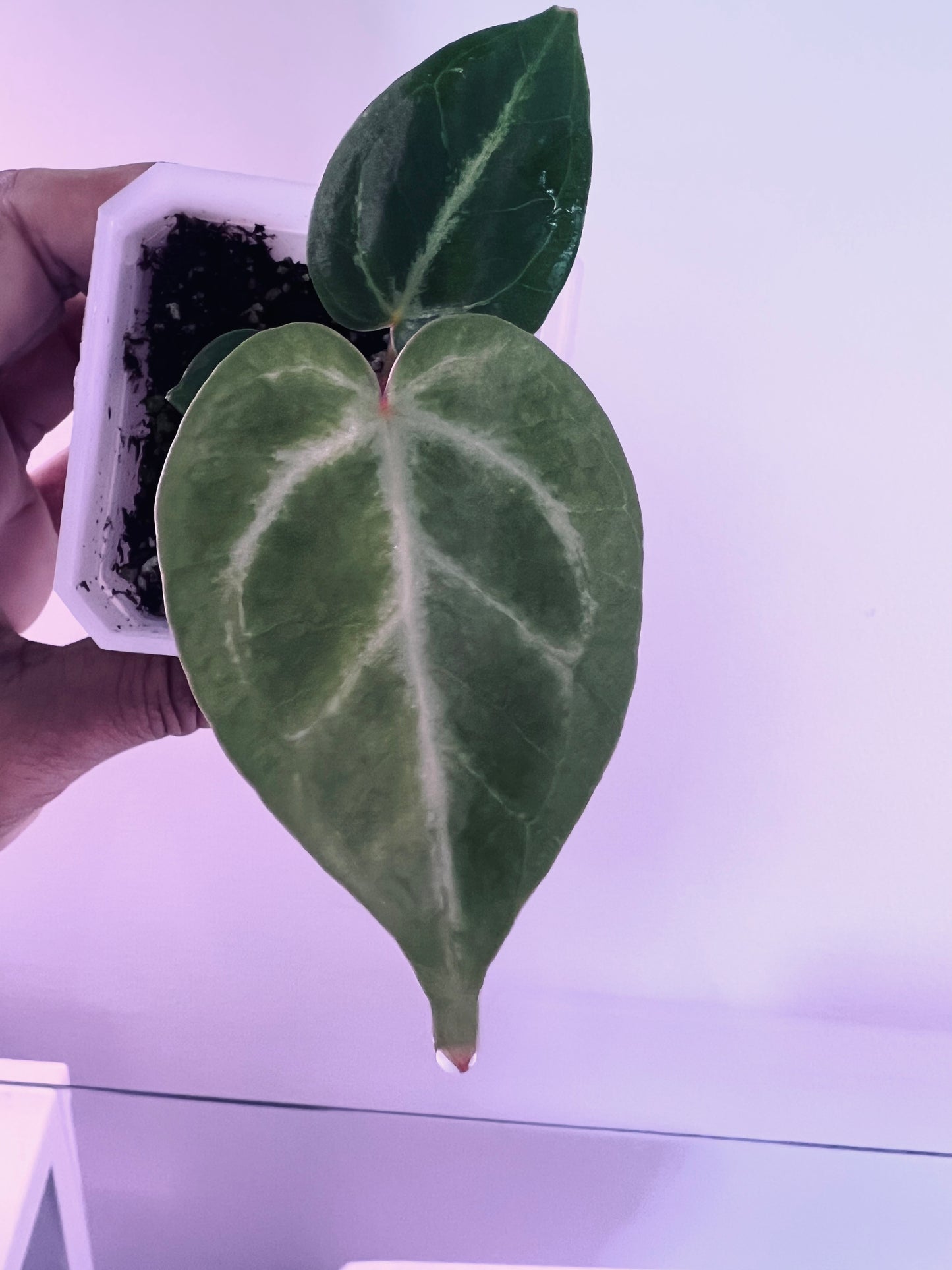 Anthurium Batch: ‘Silver Lining’ | (Mag x SB) x (SB x RC)