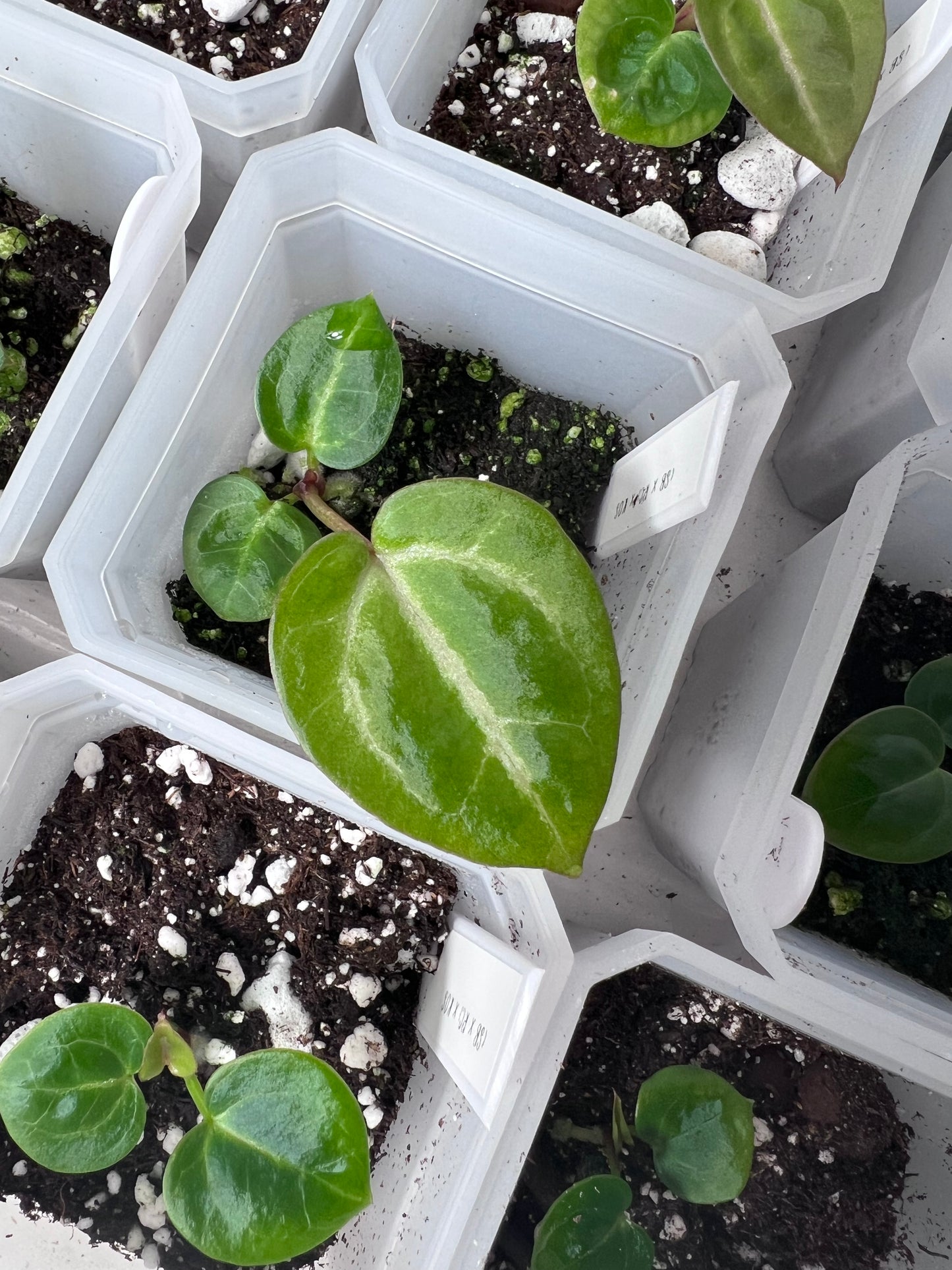 Pink Slushy (Silver Blush × RC) × (SKG Silver × Mag) Live Houseplant