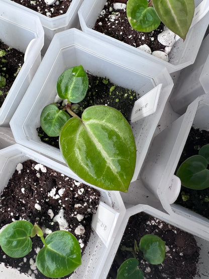 Pink Slushy (Silver Blush × RC) × (SKG Silver × Mag) Live Houseplant