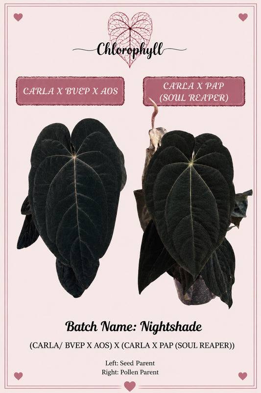 Nightshade | (Carla/BVEP X AOS) X Carla/Pap (Soul Reaper) | Seeds |