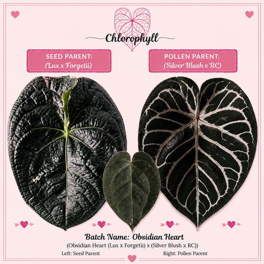 Obsidian Heart | (Lux x Forgetii) x (Silver Blush x RC) | Seedlings |