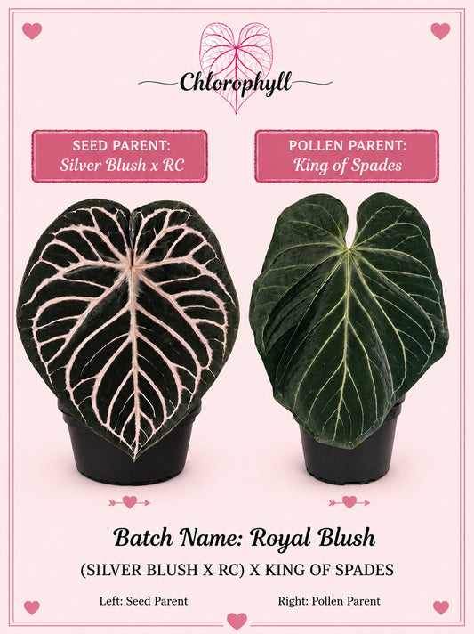 Royal Blush | (Silver Blush × RC) × KOS | Live Houseplant |