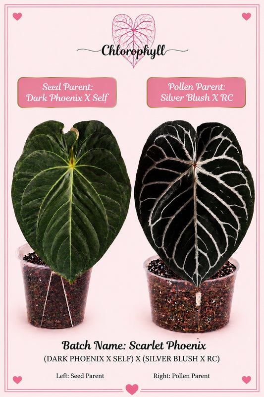 Scarlet Phoenix | (Dark Phoenix x Self) x (Silver Blush x RC) | Live Houseplant |