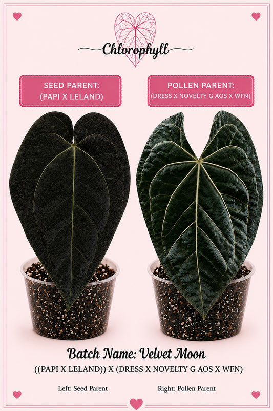 Velvet Moon | (Pap X Leland Dress) X (Novelty G AOS X WFN) | Live Houseplant
