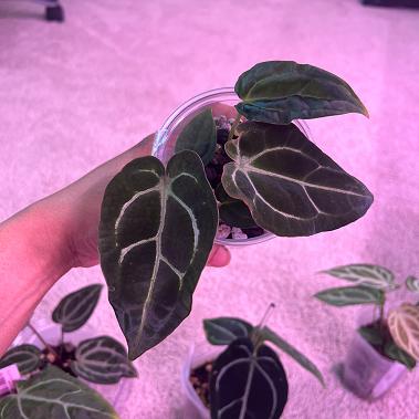 ANTHURIUM HYBRID - CARLA X FORGETII - Potted Plants - Plant