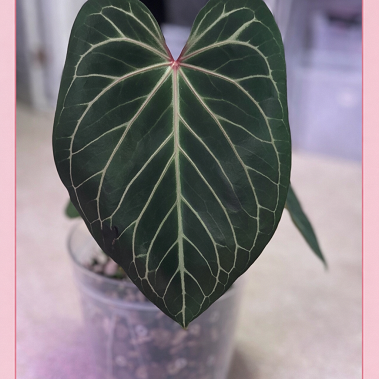 ANTHURIUM HYBRID - KOS X PURPLE YURPLE - Potted Plants - Plant
