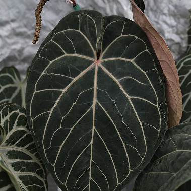 ANTHURIUM HYBRID - WUHOOS FIRST NIGHT X RC - Potted Plants - Plant