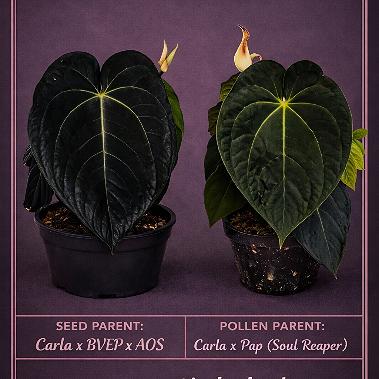 ANTHURIUM BREEDING - NIGHTSHADE (CARLA/BVEP X AOS) X CARLA/PAP (SOUL REAPER) - Seedlings / Plugs - Plant