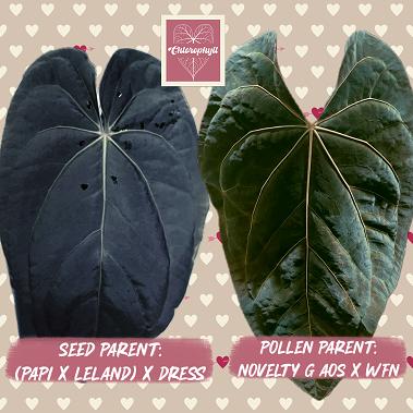 ANTHURIUM BREEDING - (PAP X LELAND DRESS) X (NOVELTY G AOS X WFN) Seedlings / Plugs