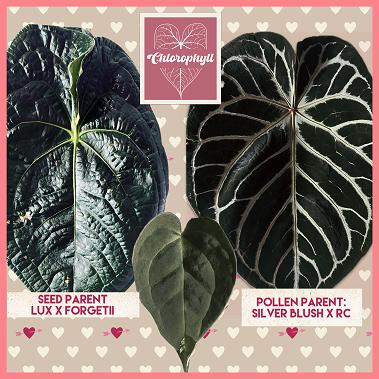 ANTHURIUM BREEDING - OBSIDIAN HEART (LUX X FORGETII) X (SB X RC)