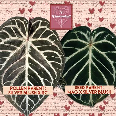 ANTHURIUM BREEDING - PINK SLUSHY (SB X RC) X (SKG X MAG)