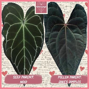 ANTHURIUM BREEDING - NOCTURNE'S KISS - NOID X JAKES DIMPLES Seedlings / Plugs