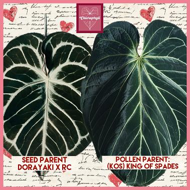 ANTHURIUM BREEDING - VELVET HEART - DORAYAKI X RC X KOS