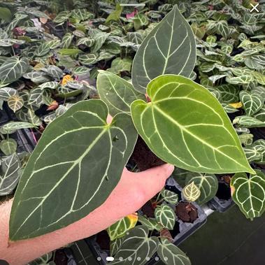 ANTHURIUM HYBRID - AOS X DORAYAKI