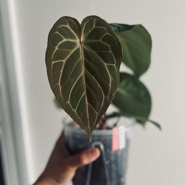 Scarlet Phoenix | (Dark Phoenix x Self) x (Silver Blush x RC) | Live Houseplant