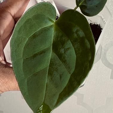 Obsidian Heart | (Lux x Forgetii) x (Silver Blush x RC) | Seedlings |