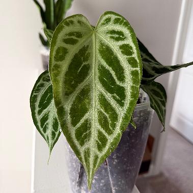 ANTHURIUM HYBRID - PINK LEM / CRYSTAL X WONDERBOY - Potted Plants - Plant