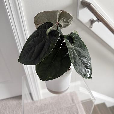 ANTHURIUM HYBRID - ZM EASTERN DRESS - Seedlings / Plugs - Plants