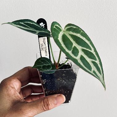 Super Silver x HURC | Anthurium | Live Houseplant |