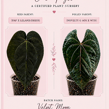 Velvet Moon | (Pap X Leland Dress) X (Novelty G AOS X WFN) | Live Houseplant