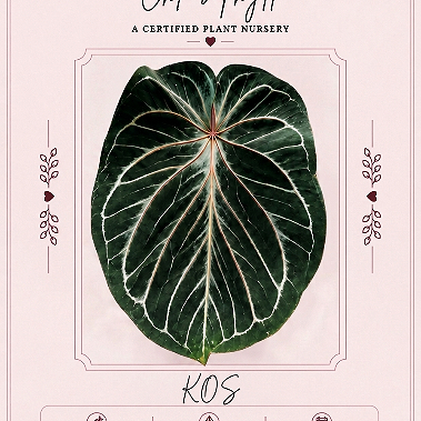 Ace of Shadows | Wuhoo's First Night/ RC x King of Spades| Seeds |