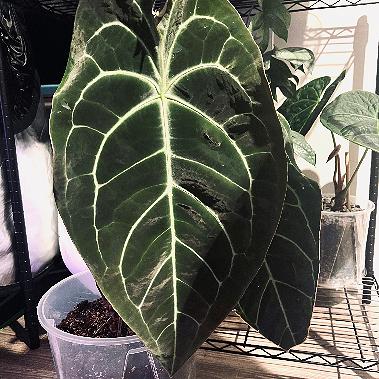Dark Embrace | (Forgetii X Bess) X Dark Phoenix Self |