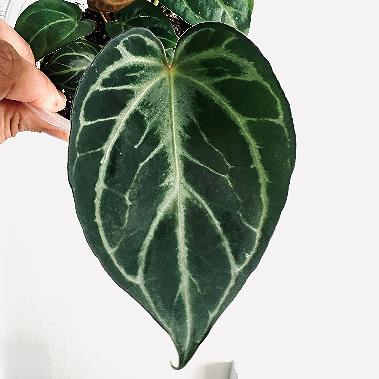 Royal Blush | (Silver Blush × RC) × KOS | Live Houseplant | BATCH 2 | GC |