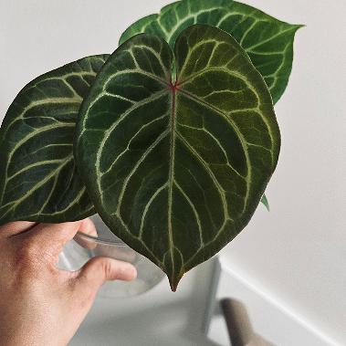 Scarlet Phoenix | (Dark Phoenix x Self) x (Silver Blush x RC) | Live Houseplant |