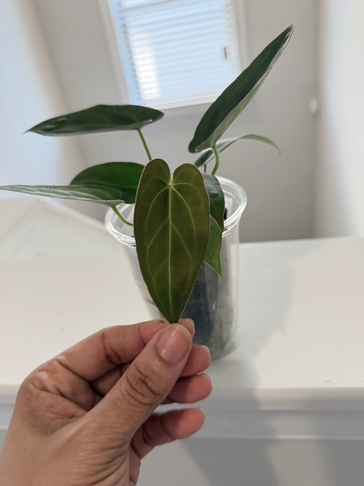 Nocturne's Kiss · plant · from the Nocturne's Kiss batch