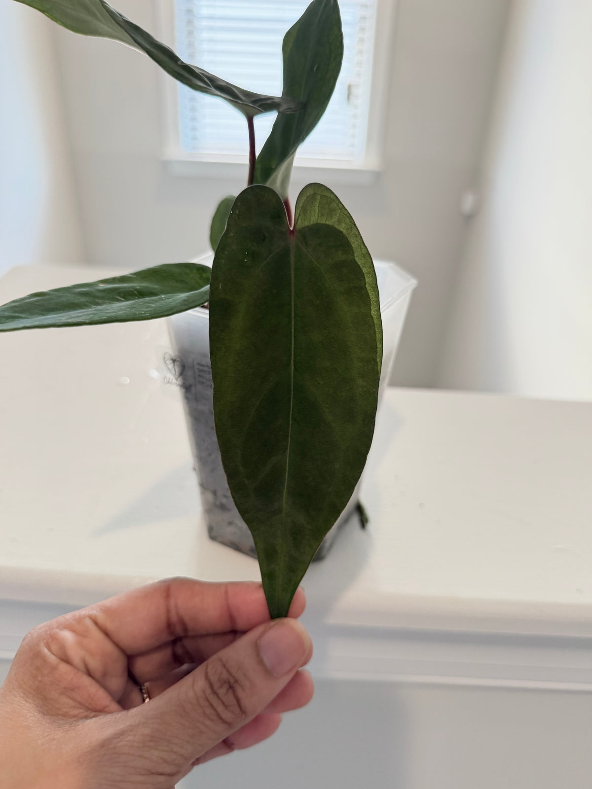 Nocturne's Kiss · plant · from the Nocturne's Kiss batch