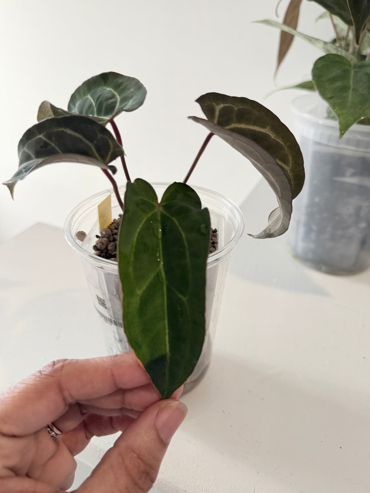 Nocturne's Kiss · plant · from the Nocturne's Kiss batch
