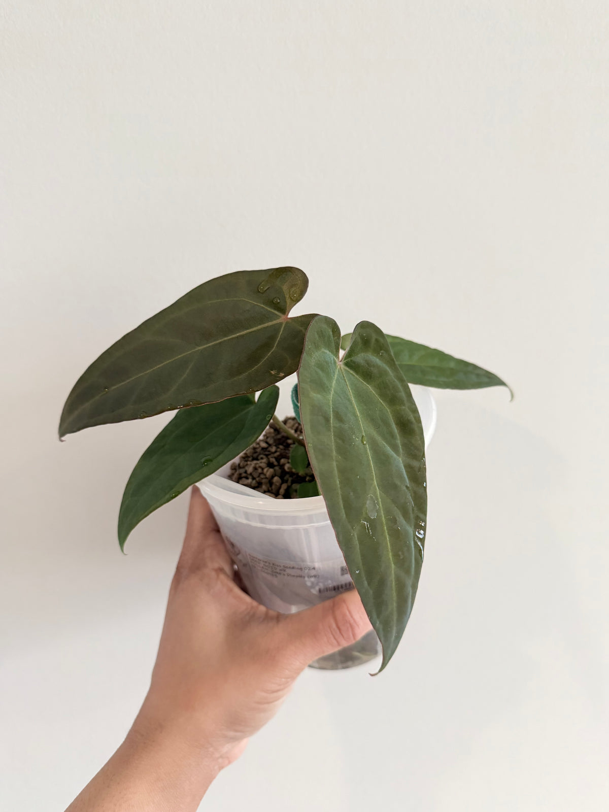 Nocturne's Kiss · plant · from the Nocturne's Kiss batch