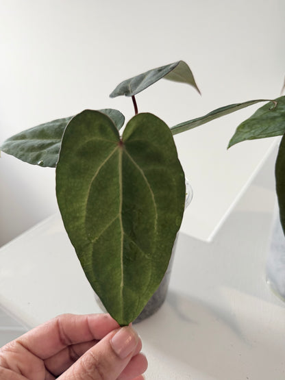 Nocturne's Kiss · plant · from the Nocturne's Kiss batch