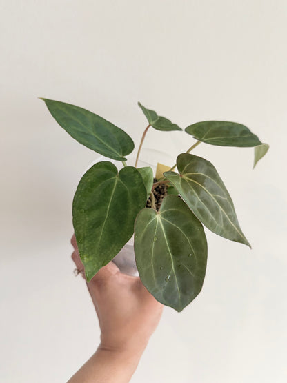 Nocturne's Kiss · plant · from the Nocturne's Kiss batch