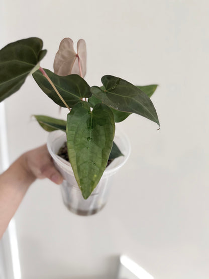 Nocturne's Kiss · plant · from the Nocturne's Kiss batch