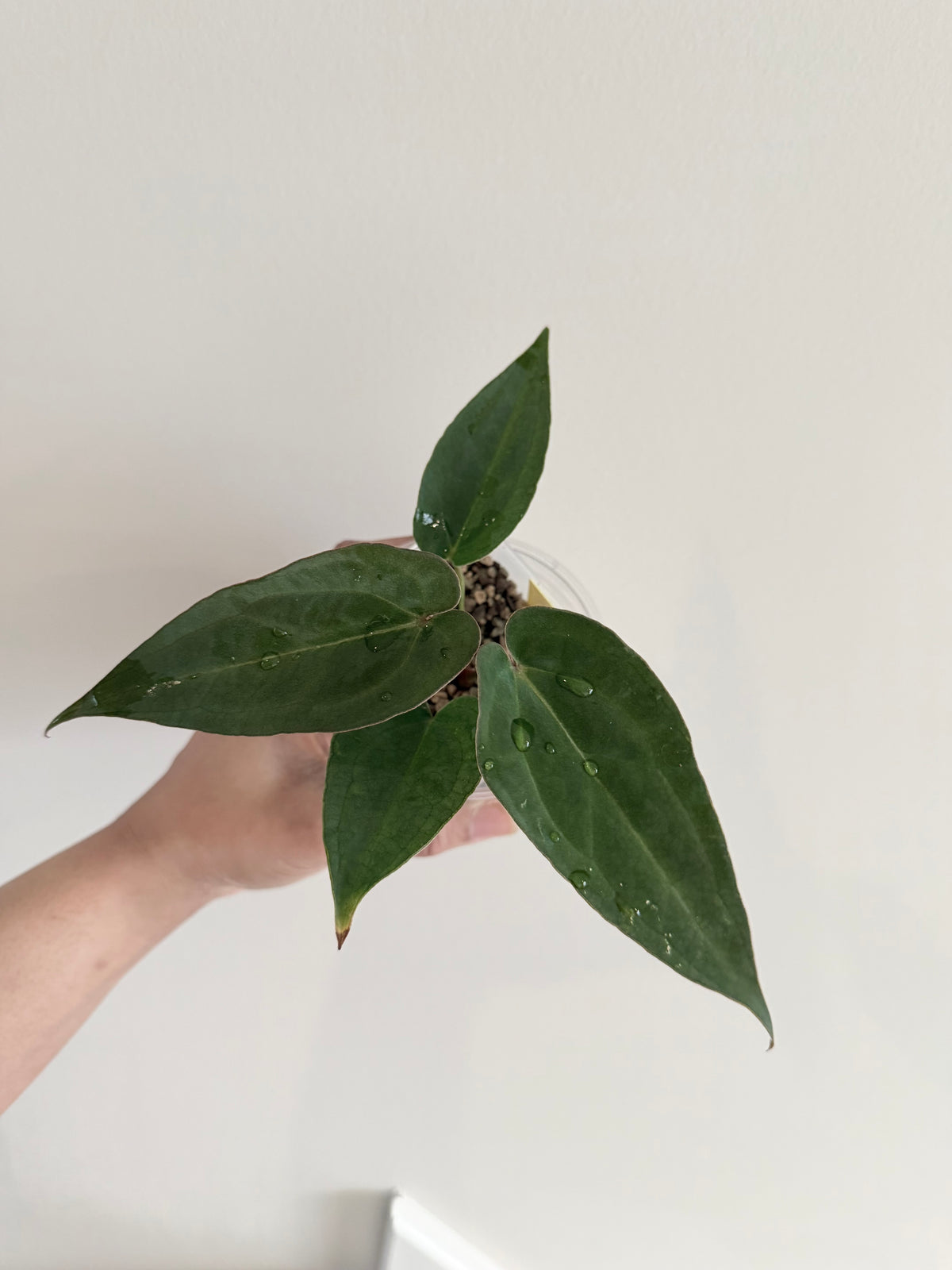 Nocturne's Kiss · plant · from the Nocturne's Kiss batch