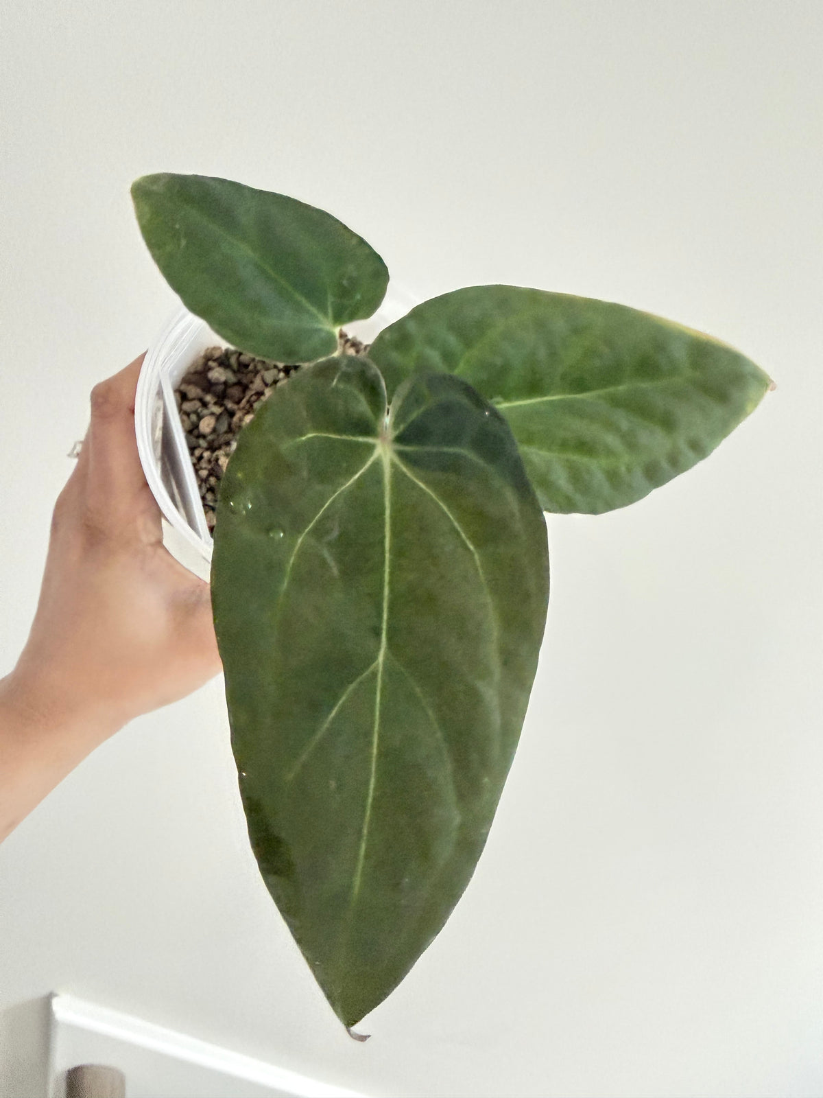Nocturne's Kiss · plant · from the Nocturne's Kiss batch