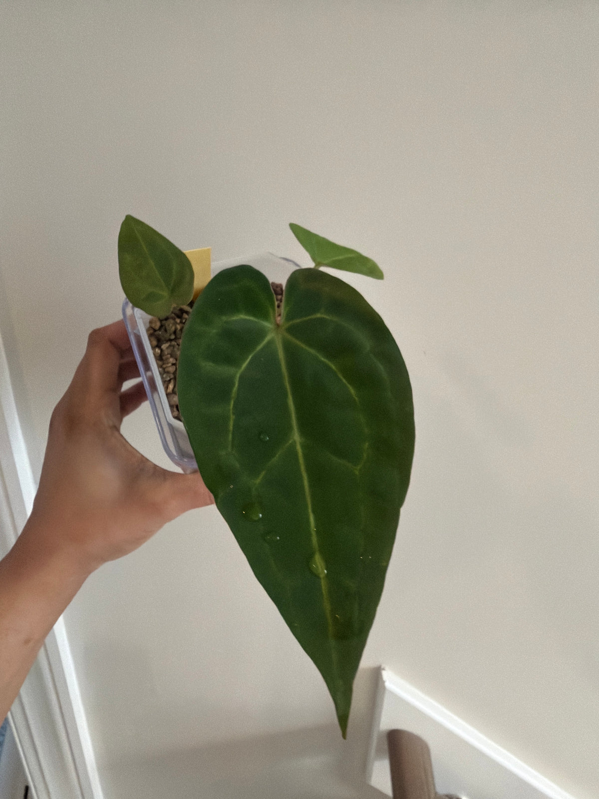 Nocturne's Kiss · plant · from the Nocturne's Kiss batch