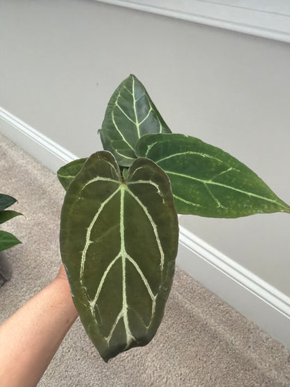 Nocturne's Kiss · plant · from the Nocturne's Kiss batch