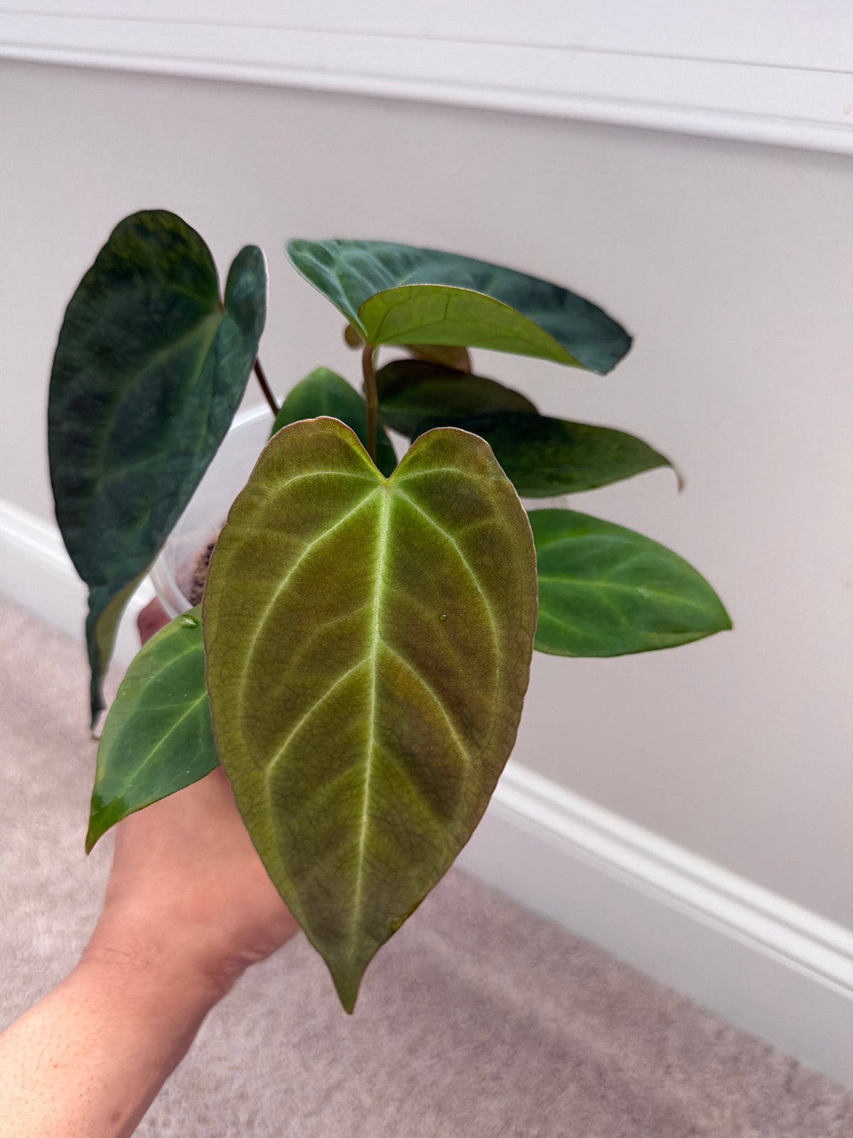 Nocturne's Kiss · plant · from the Nocturne's Kiss batch