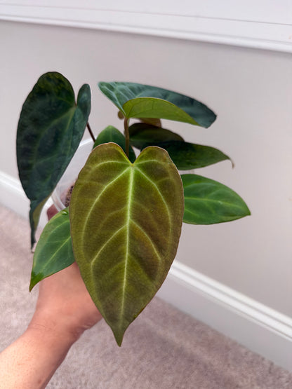 Nocturne's Kiss · plant · from the Nocturne's Kiss batch