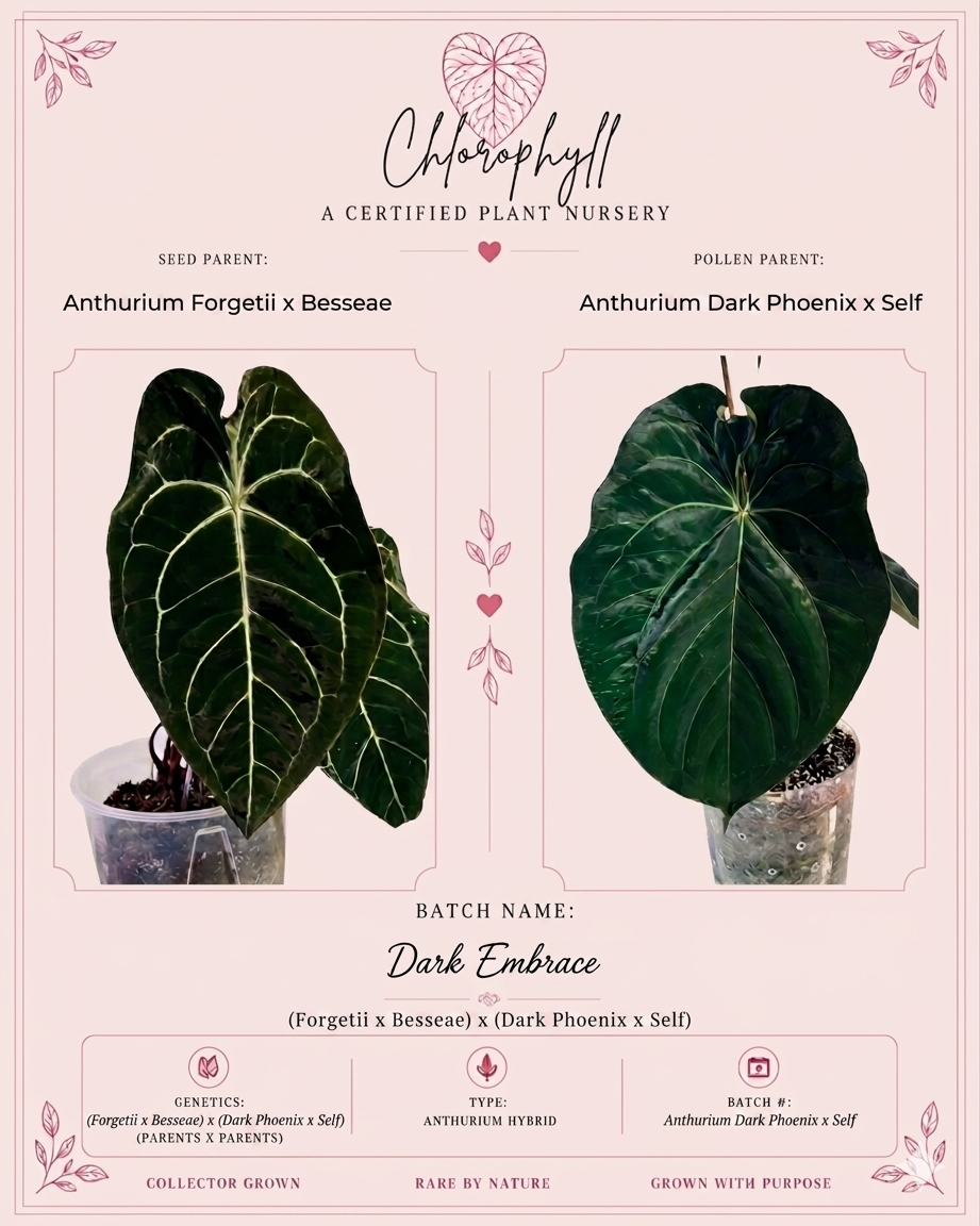 Dark Embrace BATCH 🏷️ · Hybrid Anthurium