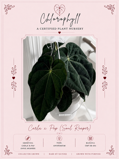 Nightshade BATCH 🏷️ · Hybrid Anthurium · from the Nightshade batch