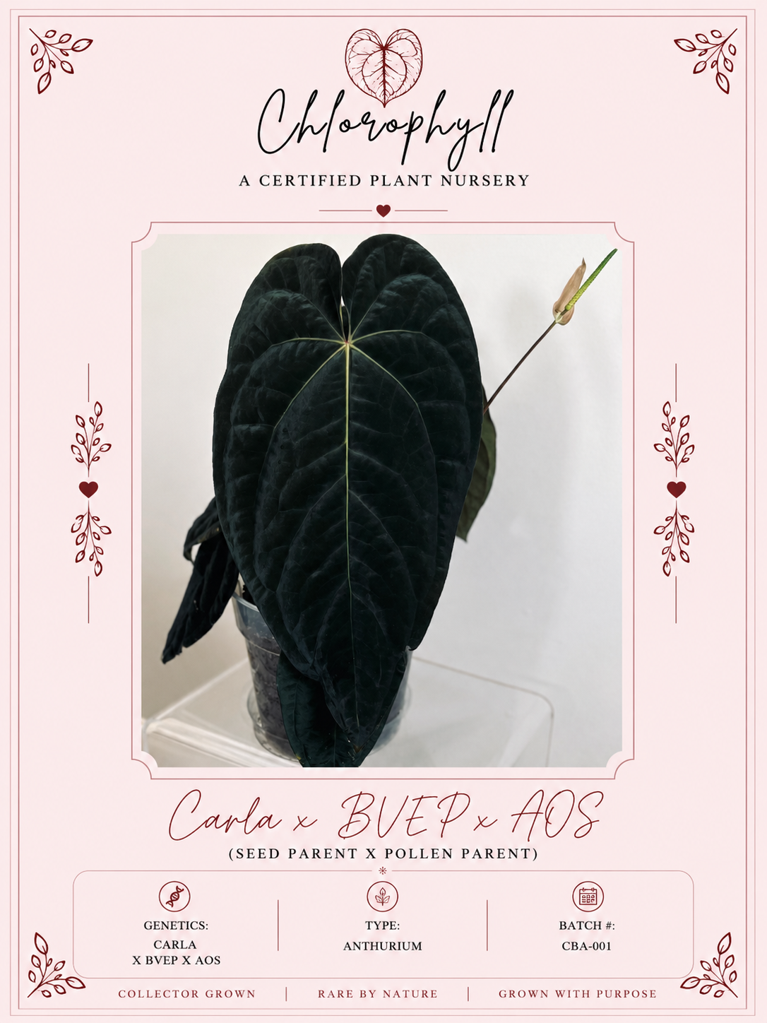 Nightshade BATCH 🏷️ · Hybrid Anthurium · from the Nightshade batch